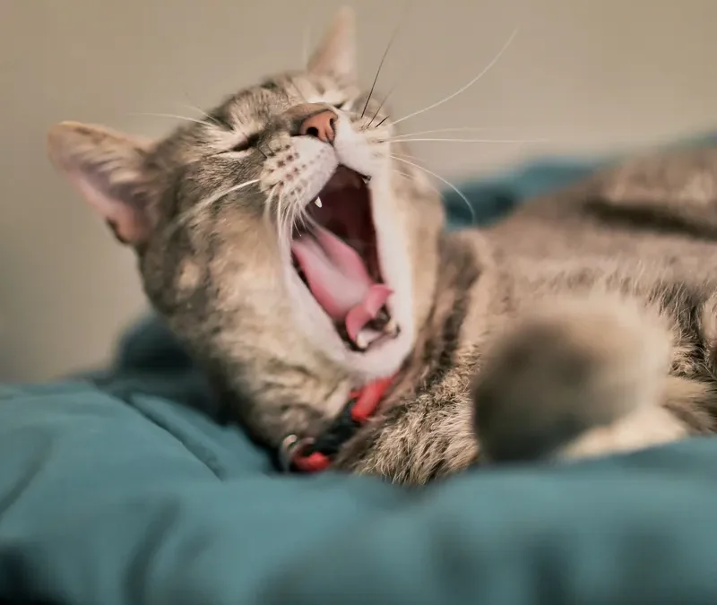 Why Do We Yawn? Exploring the Contagious Mystery