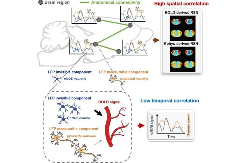 Mapping Brain Activity Beyond Resting-state Fmri Signals