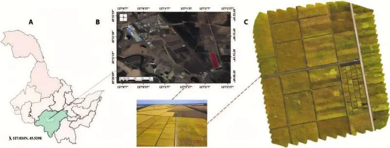 Advanced Ai-powered Model Boosts Rice Lodging Detection for Improved Agricultural Outcomes