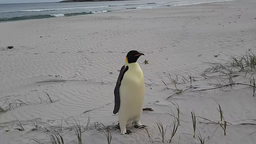 Emperor Penguin Lands at Australian Beach, Far from Antarctic Home