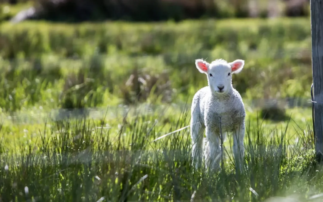 How Many Sheep Are in New Zealand