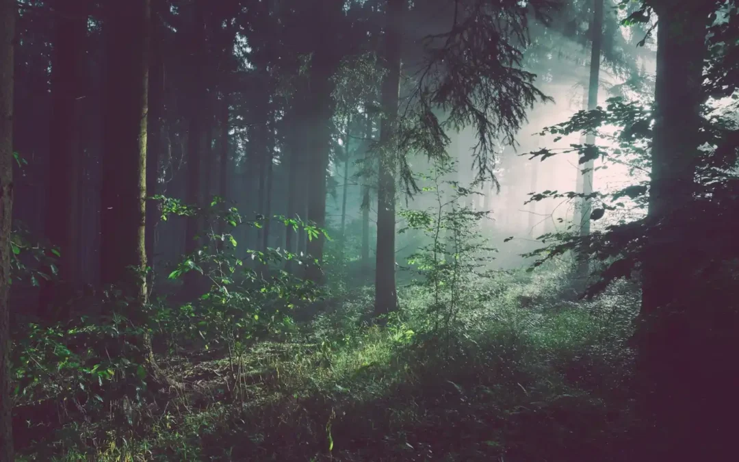 The Magic Of the Nz Forest at Night