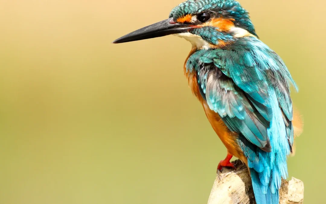 Rare and Exotic Bird Species in the Nz Bush