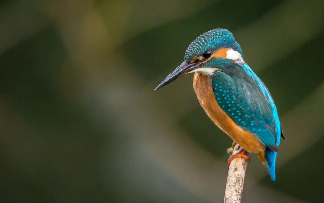 Native Bird Spotting in the Nz Bush