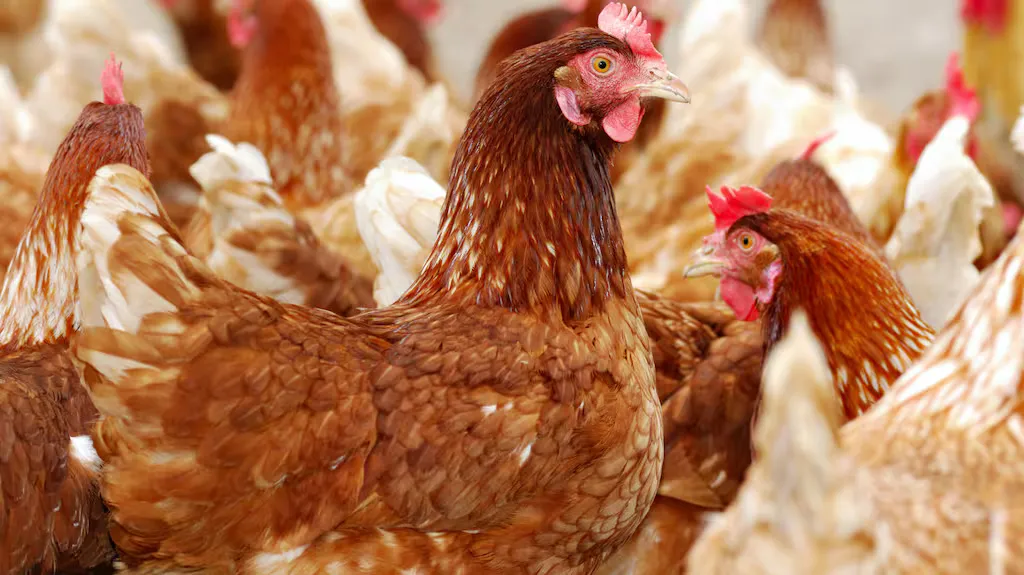 Bird Flu Outbreak in Nz: Understanding the Risks and Preparations