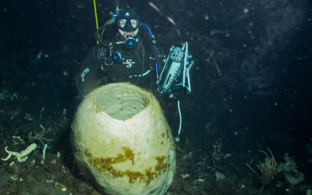 Our Changing World: The glass sponges of Antarctica